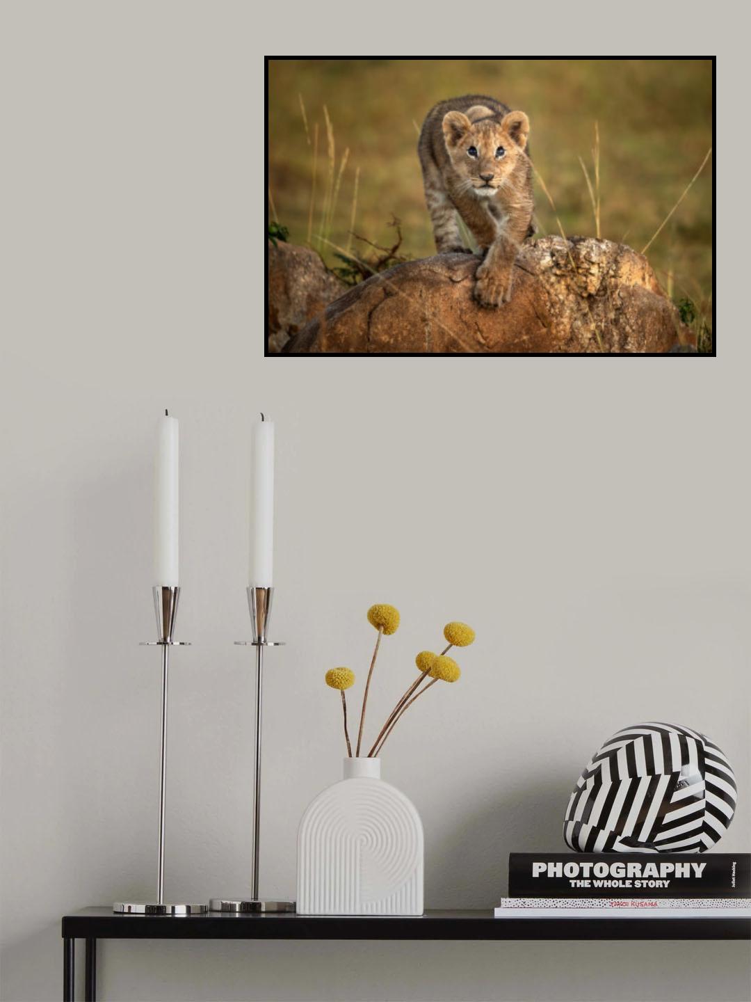 A little lion Poster och Canvastavla