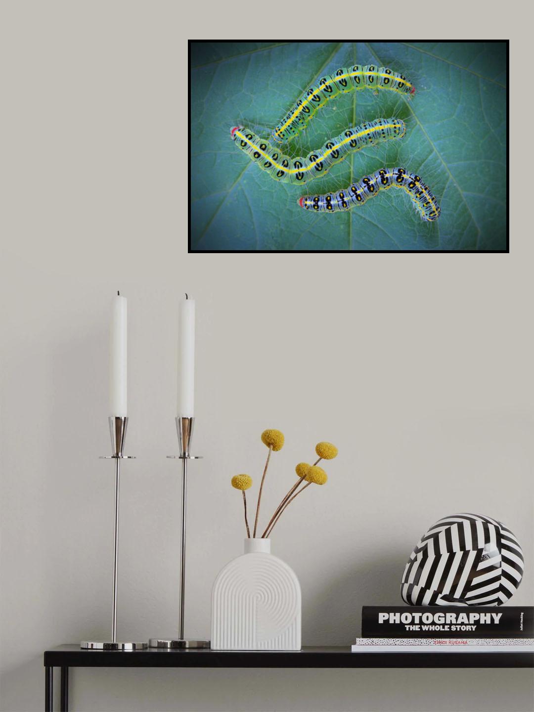 Orugas Poster och Canvastavla