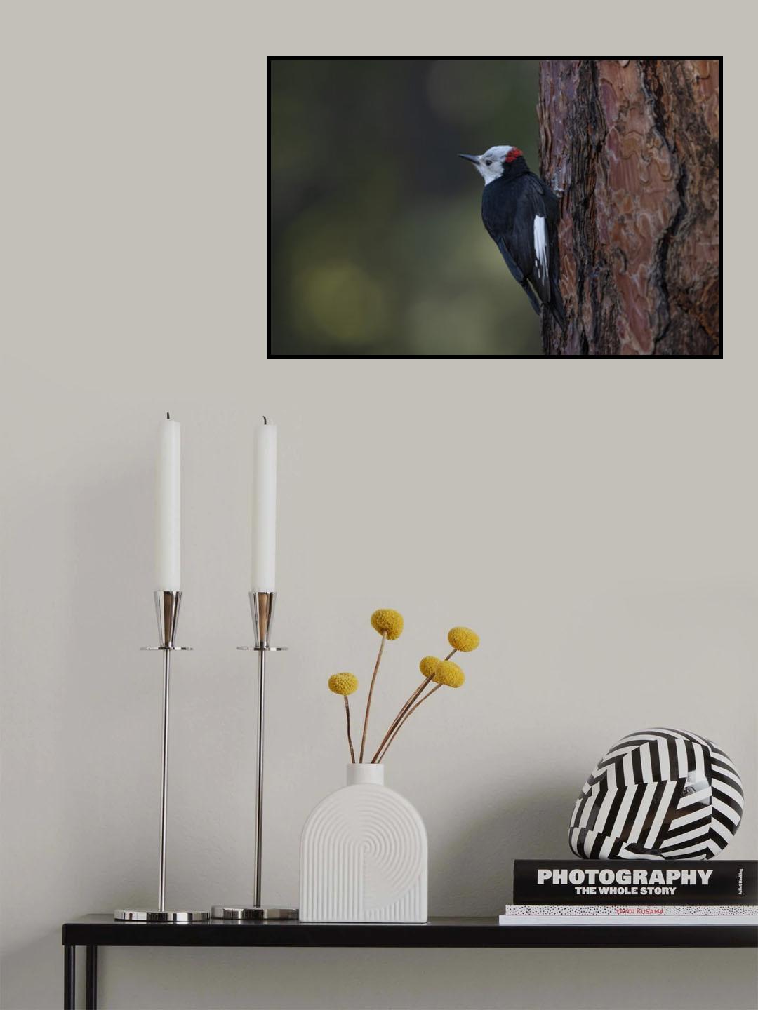 White-headed woodpecker Poster och Canvastavla