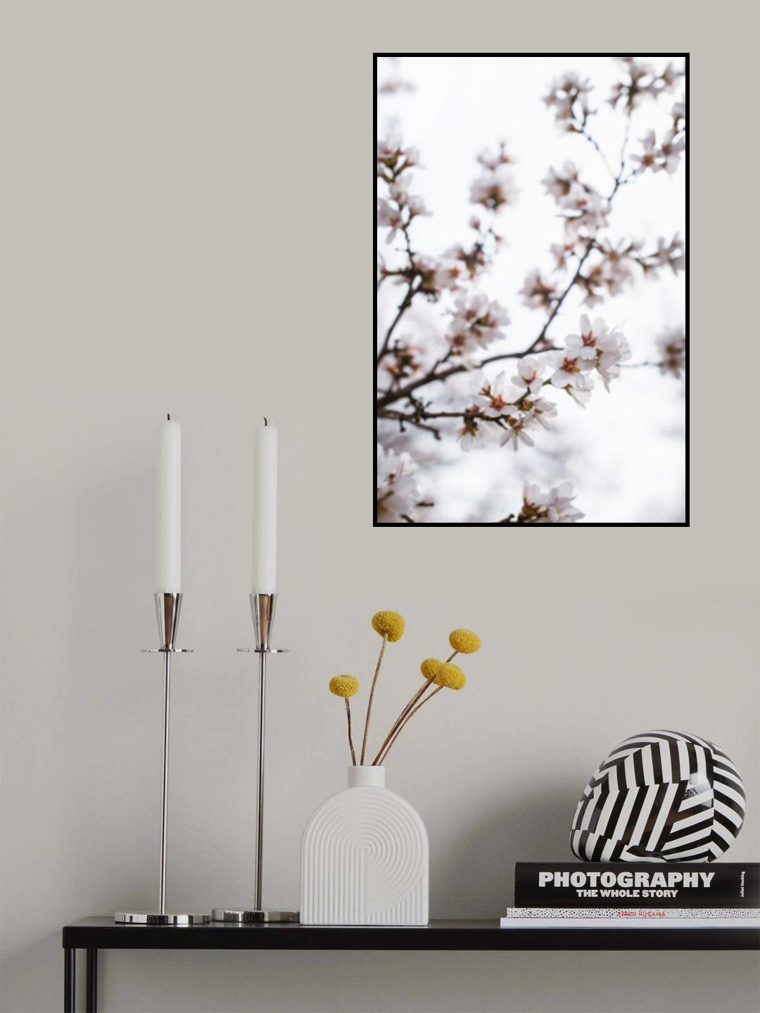 Almond Blossoms Poster och Canvastavla