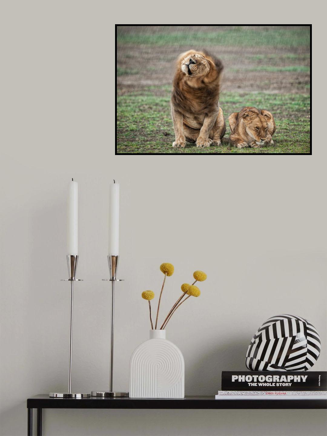 Shake your mane Poster och Canvastavla