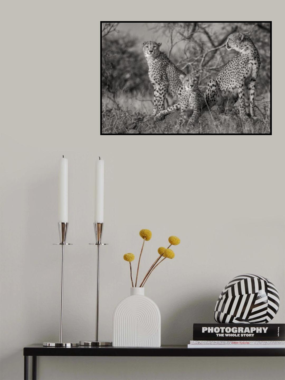 Three Cats Poster och Canvastavla