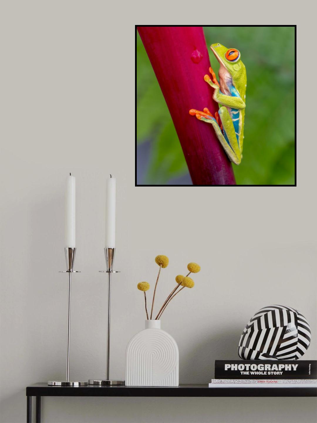 Agalychnis callidryas Poster och Canvastavla