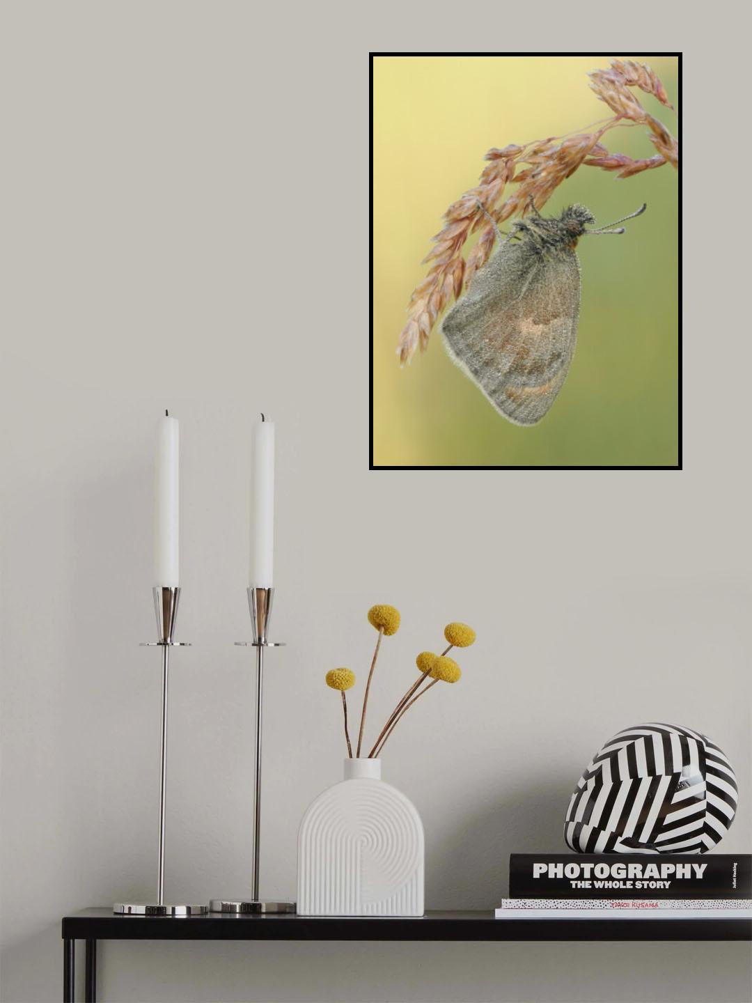 Coenonympha pamphilus Poster och Canvastavla