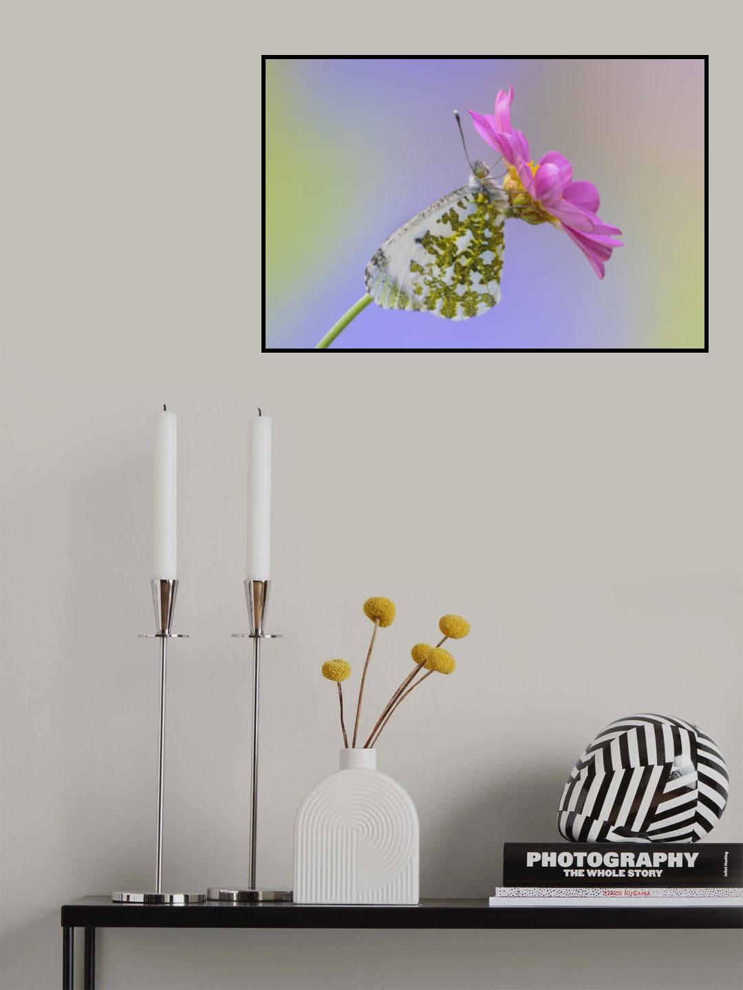 Anthocharis cardamines female Poster och Canvastavla