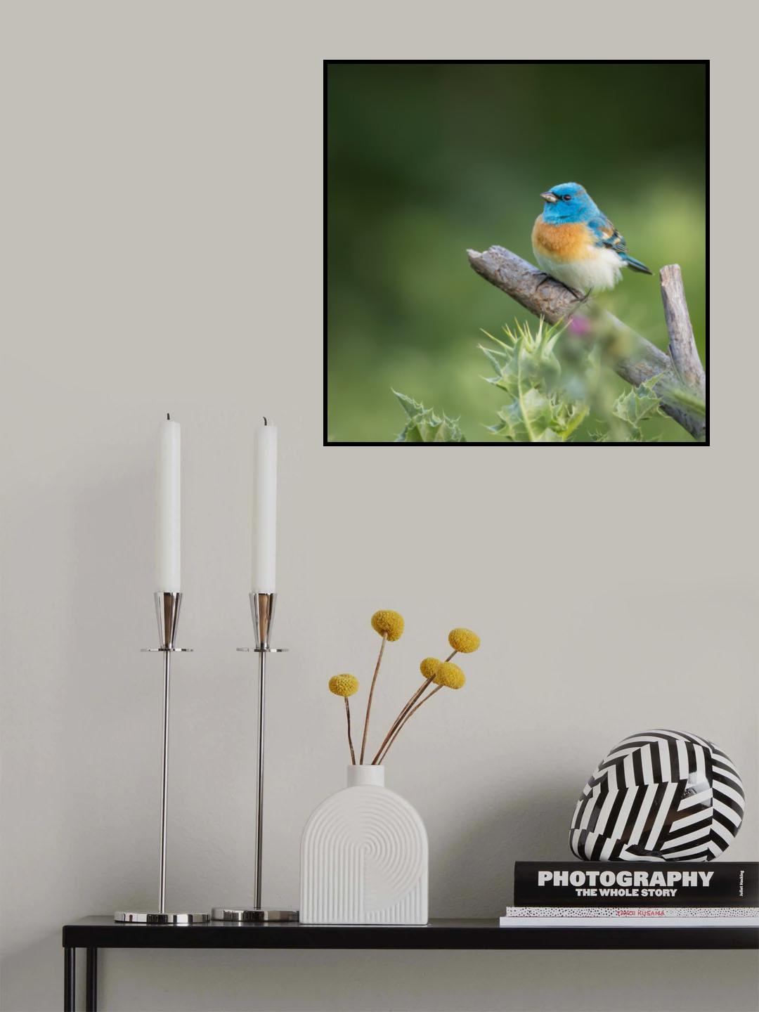 Lazuli bunting Poster och Canvastavla
