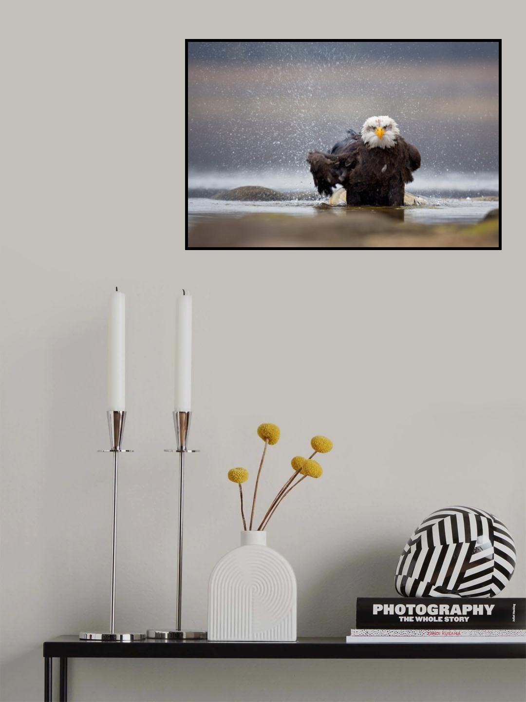 Bald Eagle Poster och Canvastavla