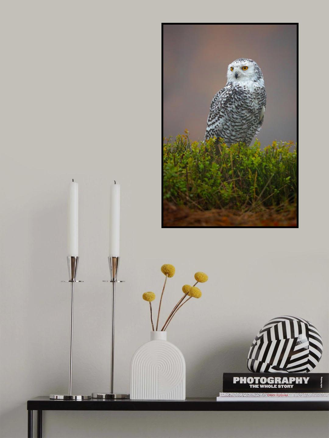 Snowy Owl Poster och Canvastavla