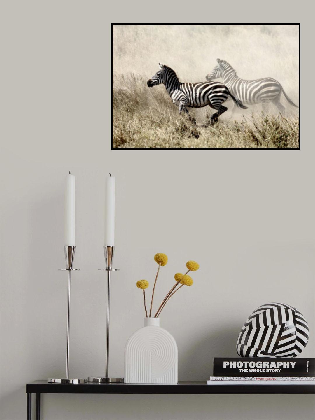 The Zebra Chase Poster och Canvastavla