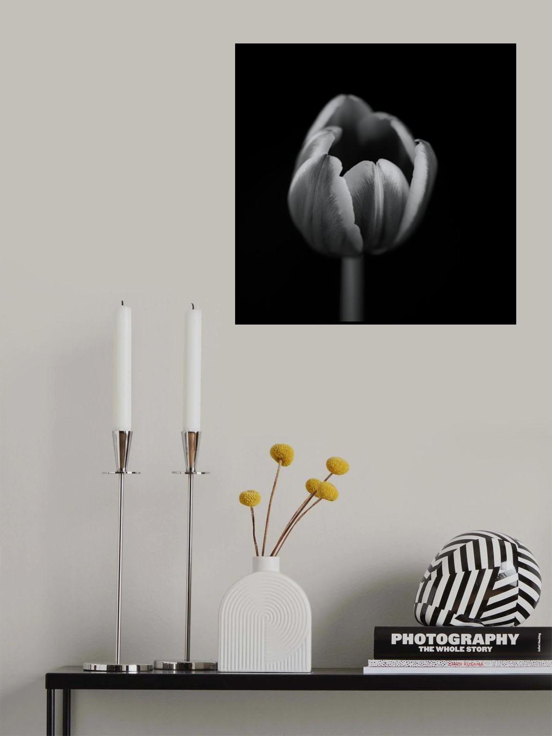 Tulip in mono Poster och Canvastavla