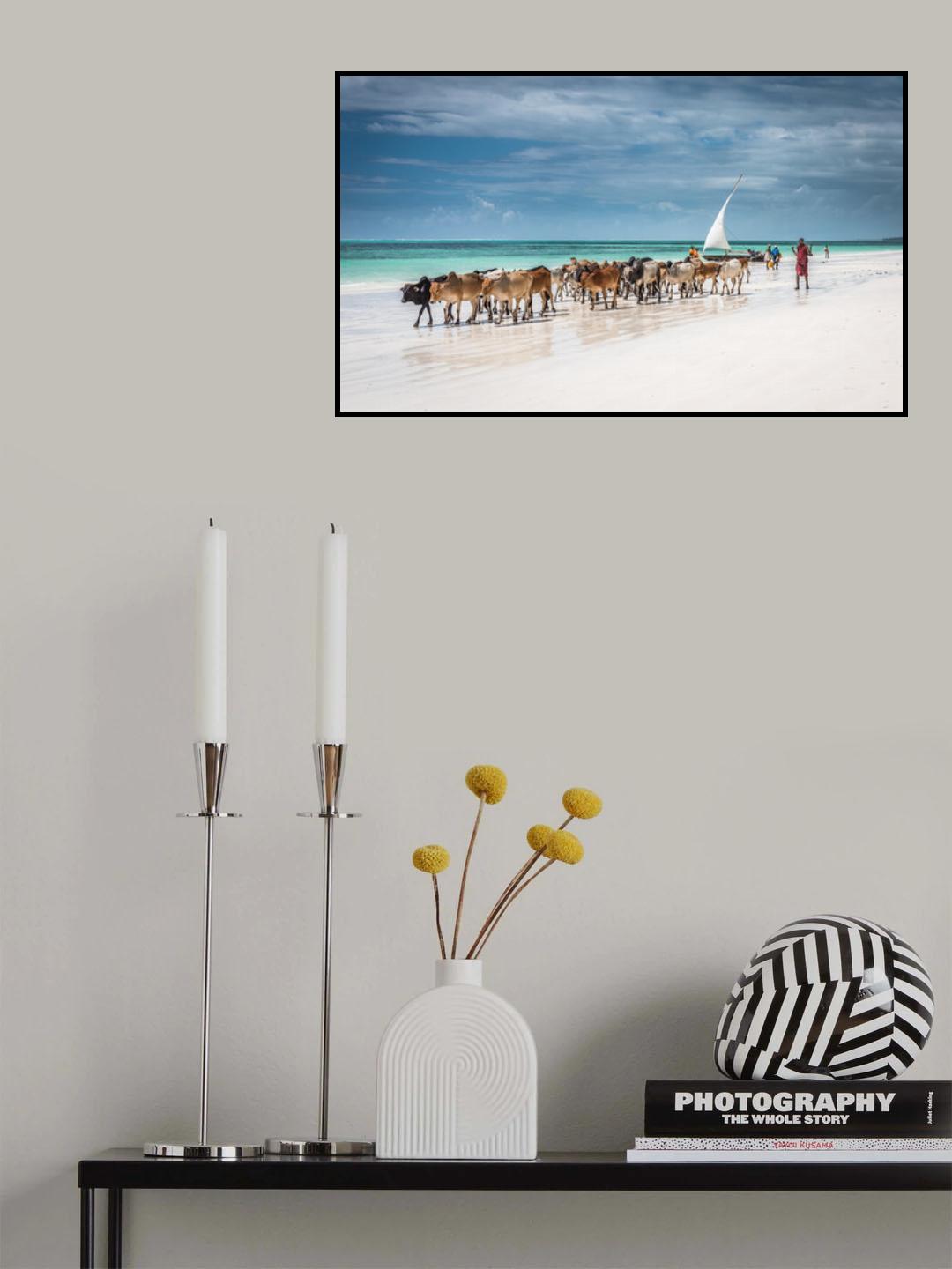 Masai cattle on Zanzibar beach Poster och Canvastavla