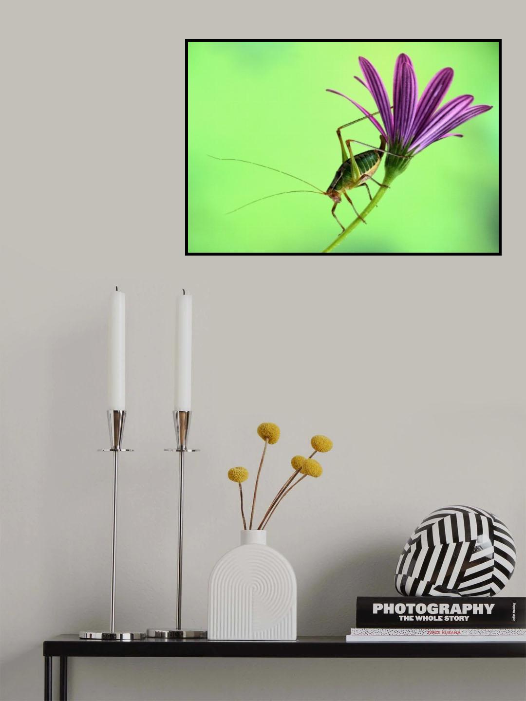 Katydid Poster och Canvastavla