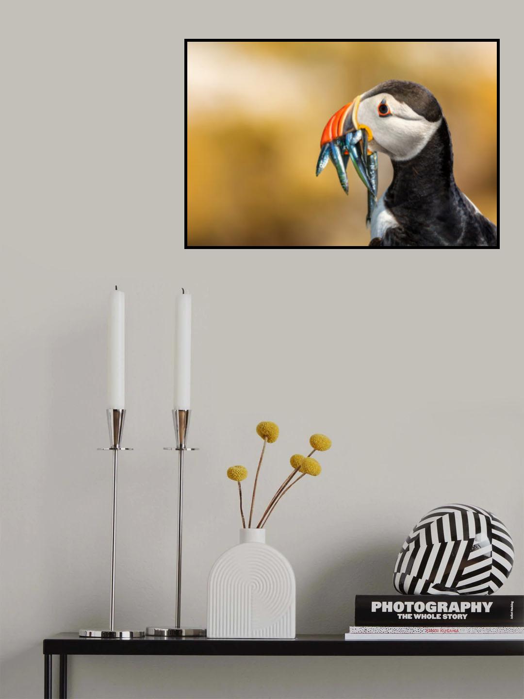 Saltee Islands - Atlantic Puffin Poster och Canvastavla