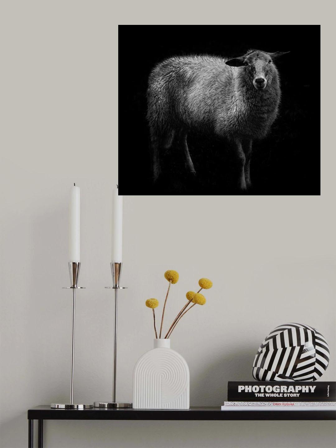 Sheep... Poster och Canvastavla
