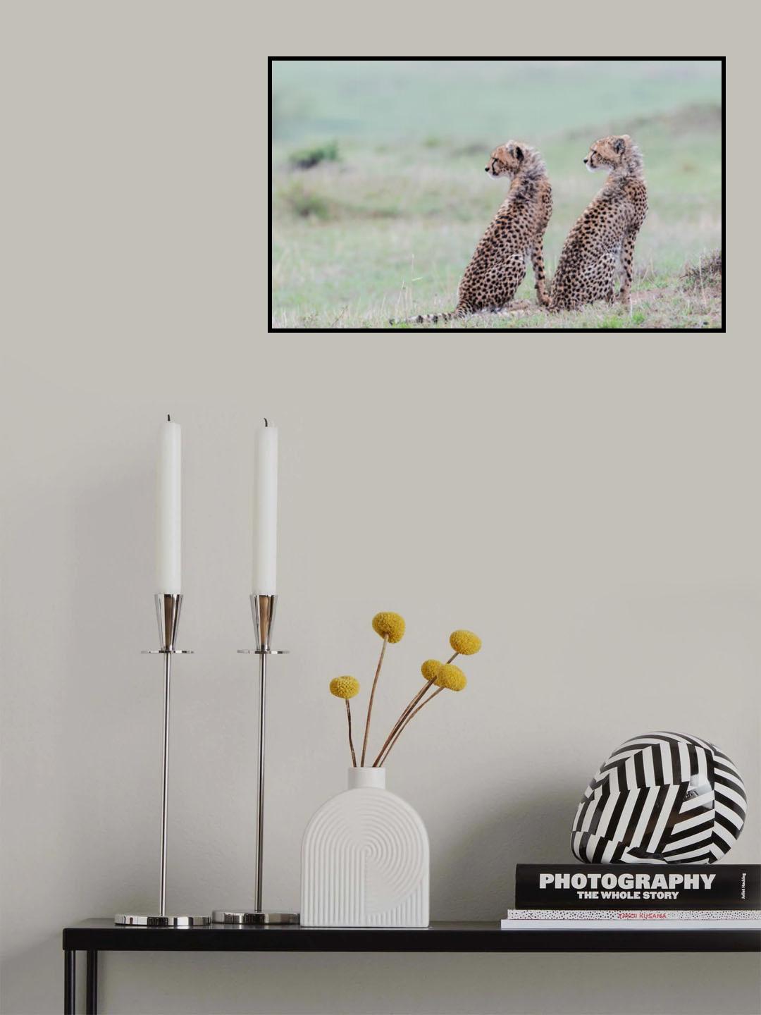 Cheetah brothers Poster och Canvastavla