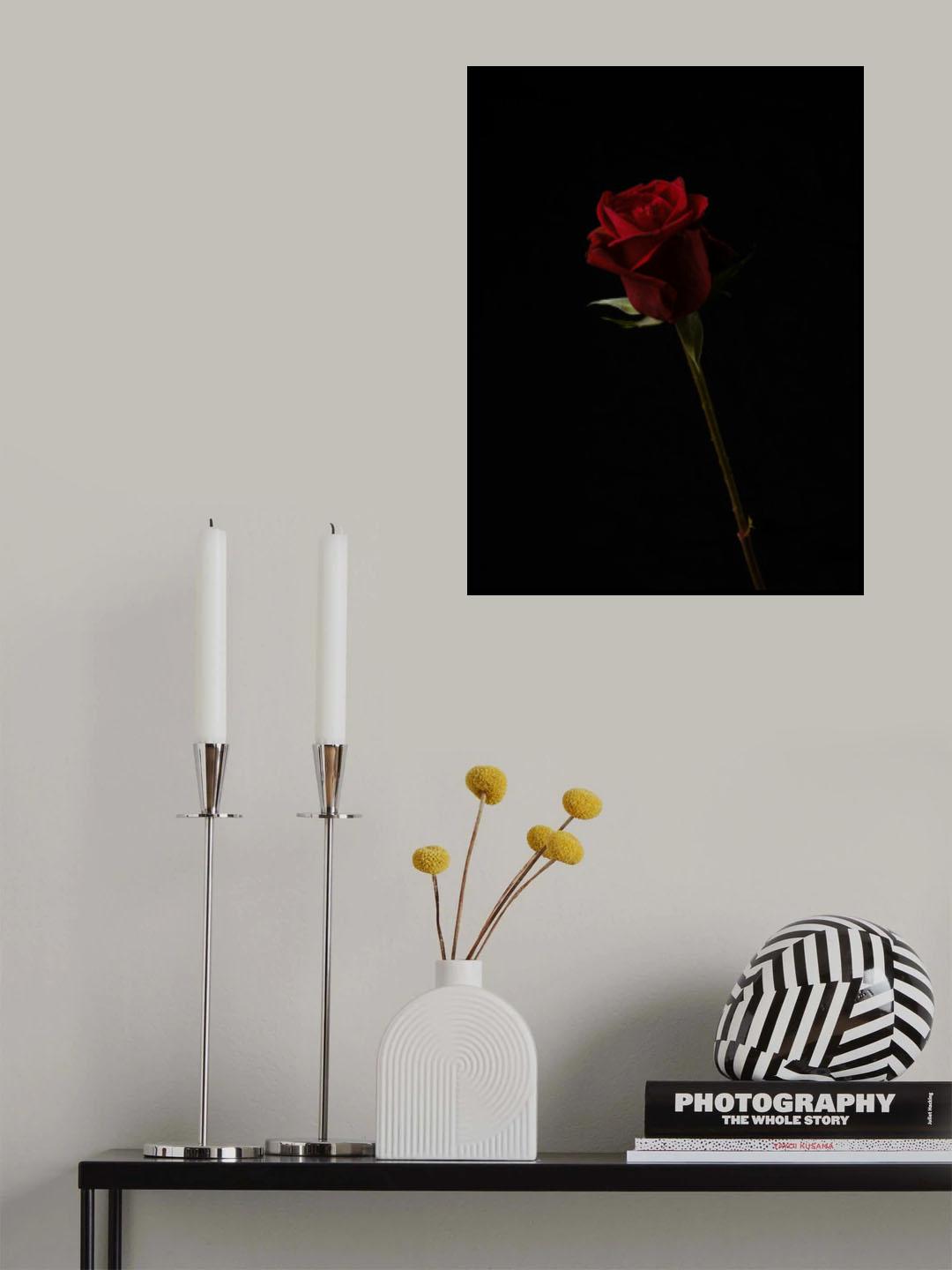 red rose isolated on black background Poster och Canvastavla