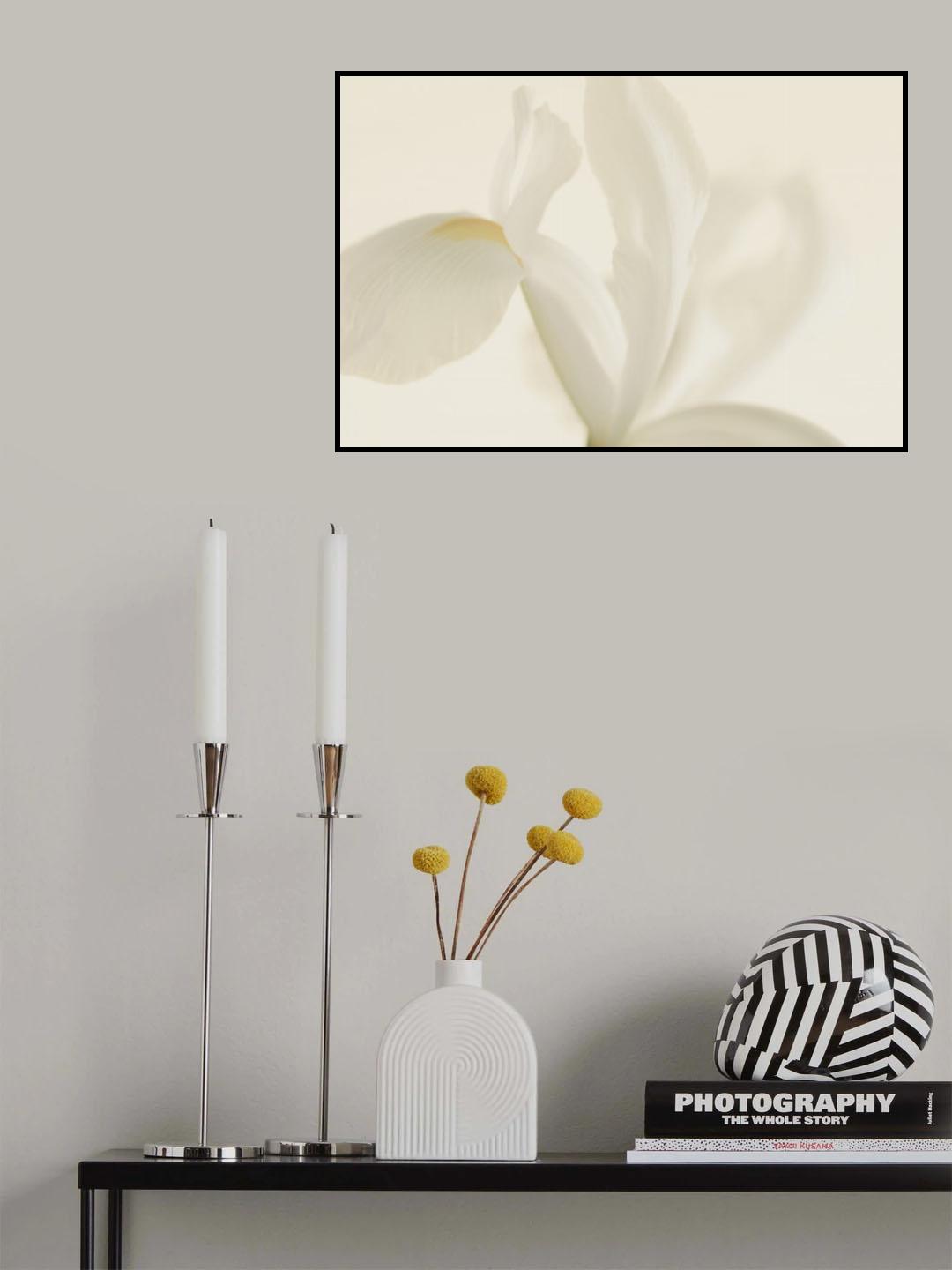 White Iris Flower Close Up Poster och Canvastavla