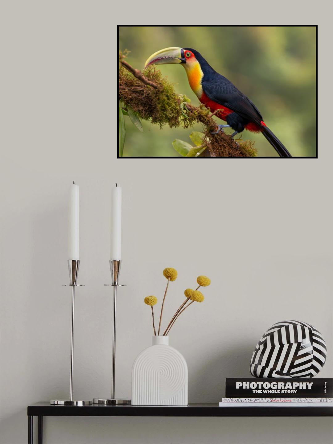 Red-breasted Toucan Poster och Canvastavla