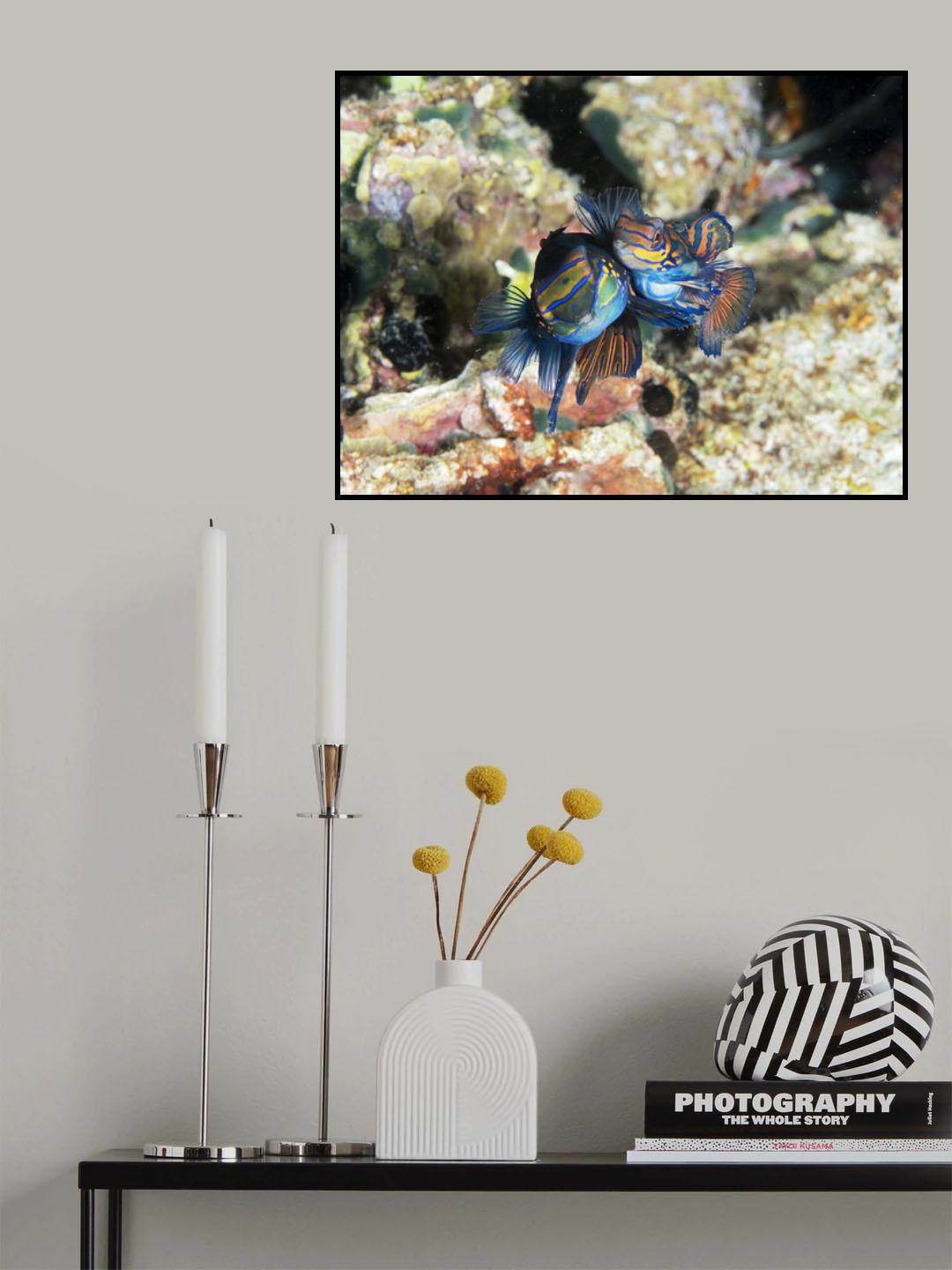 Mating Mandarin Fish Poster och Canvastavla