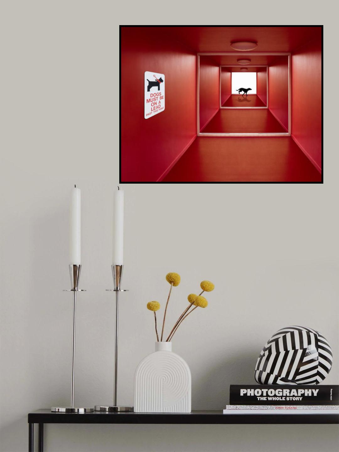 Dog on the Loose Poster och Canvastavla