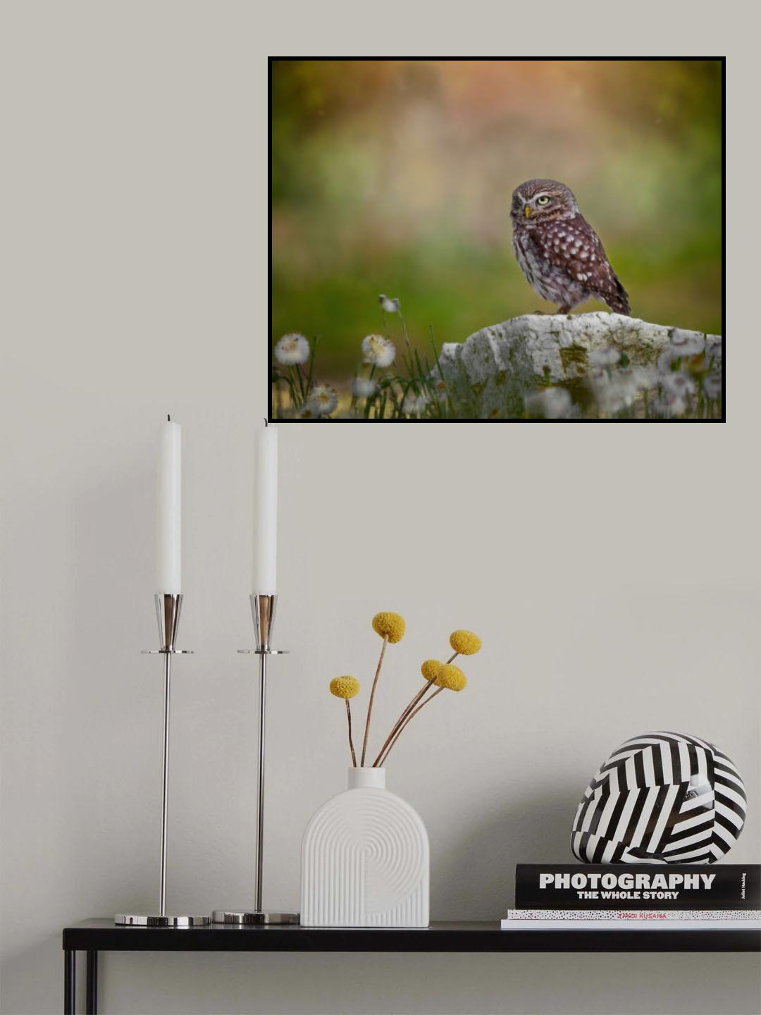 Owl resting on the stone Poster och Canvastavla