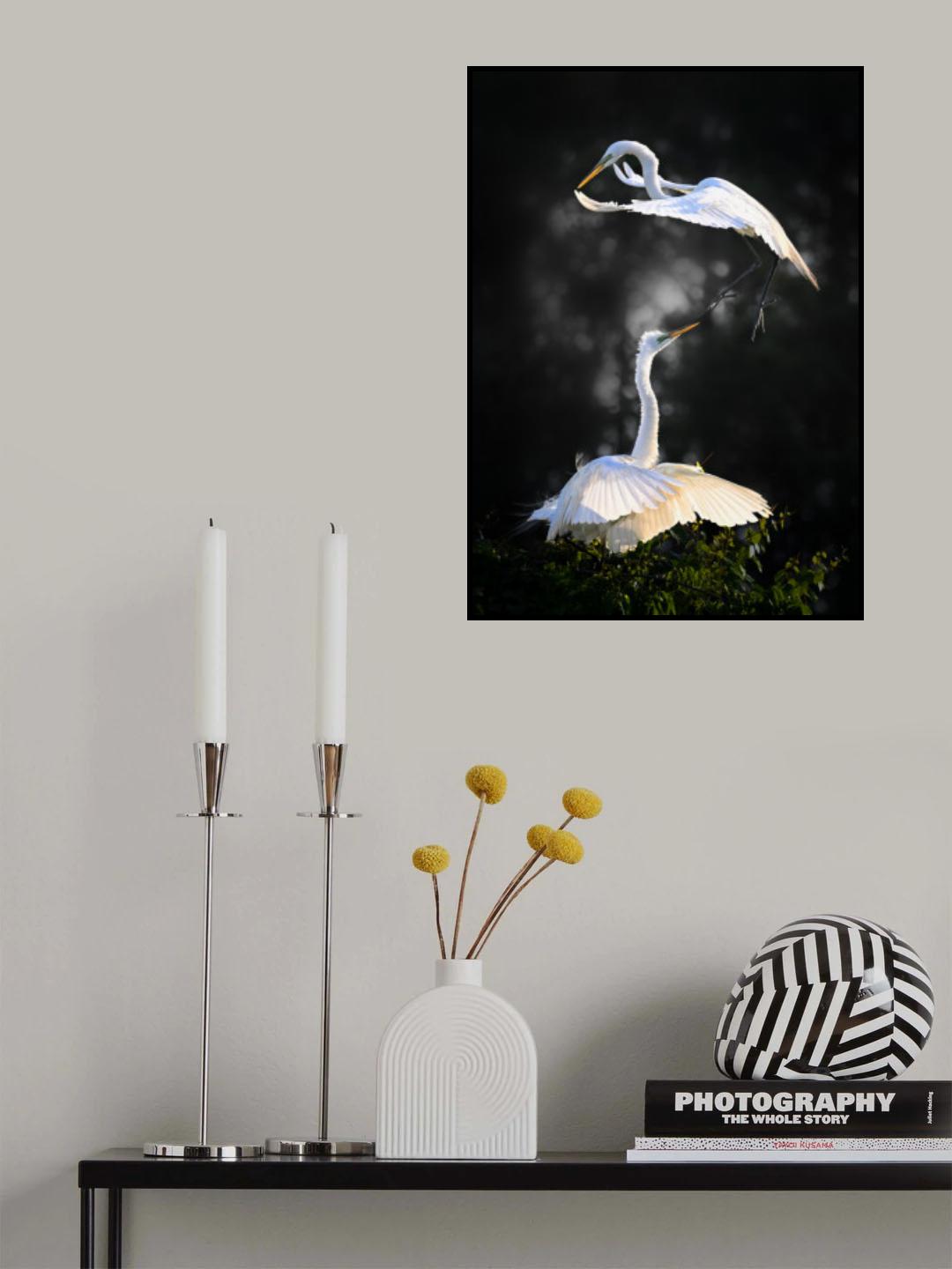 Aerial Encounter: Snow Egrets in Flight Poster och Canvastavla