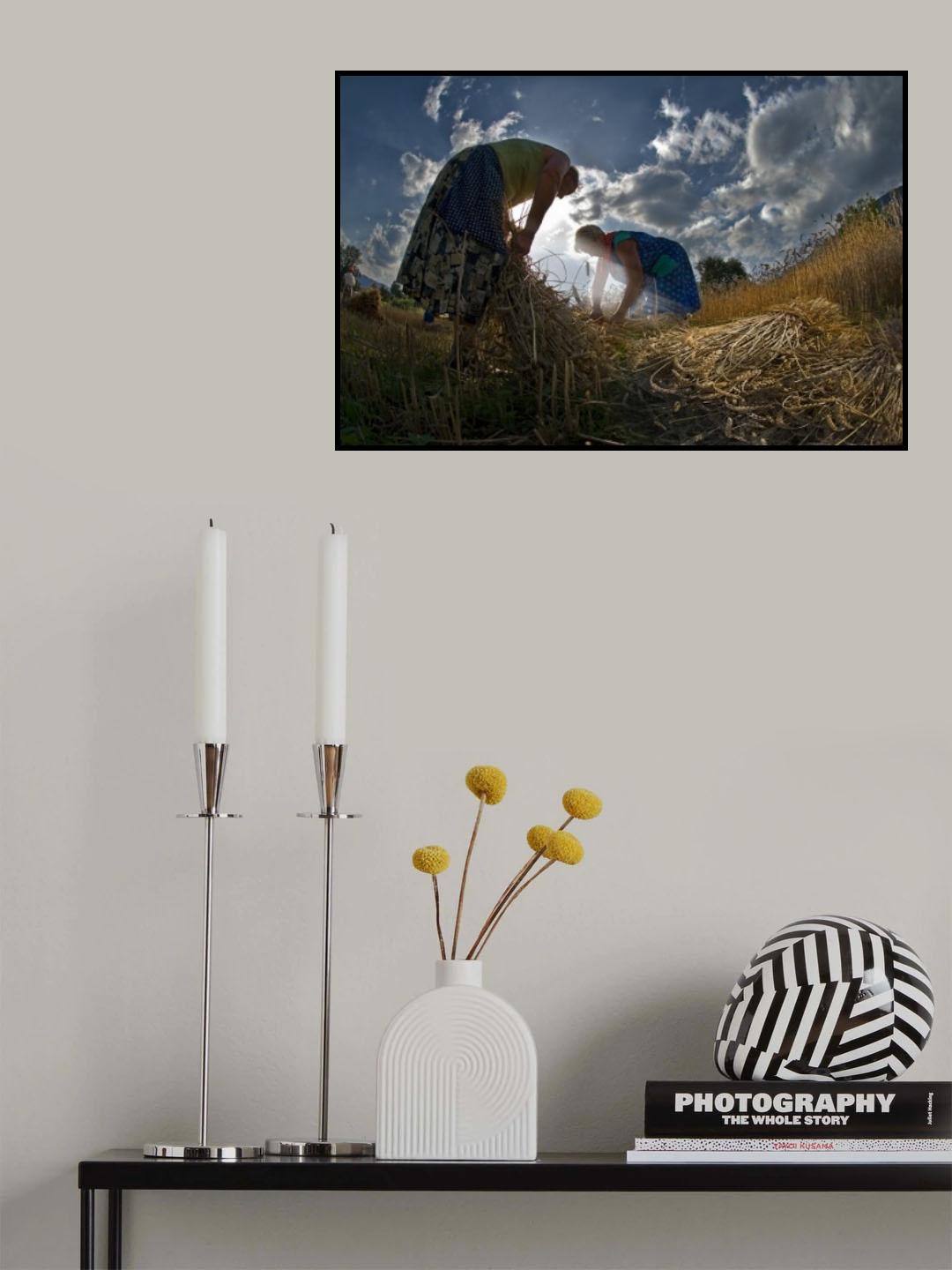 grain harvest Poster och Canvastavla