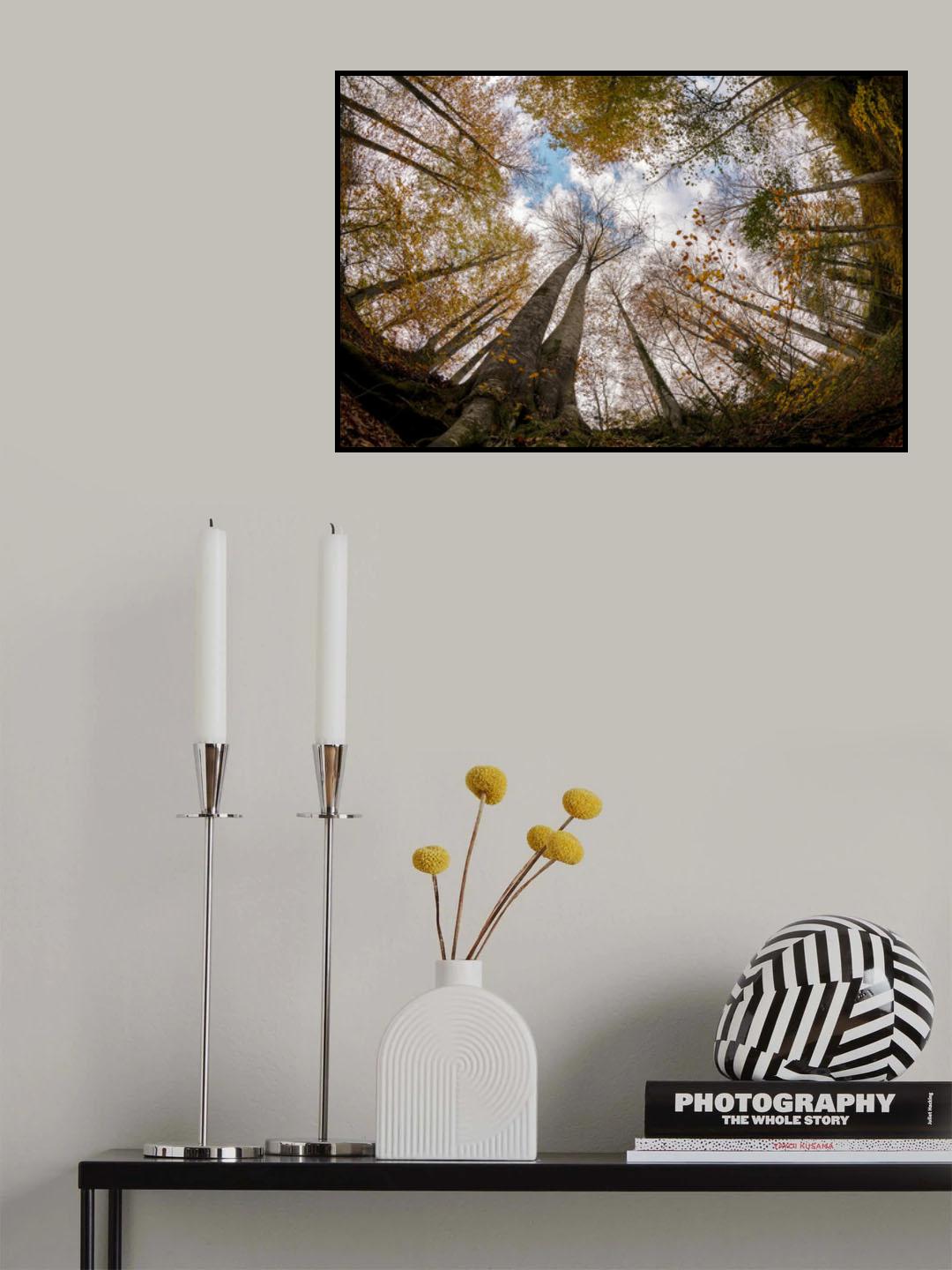 Forest Poster och Canvastavla