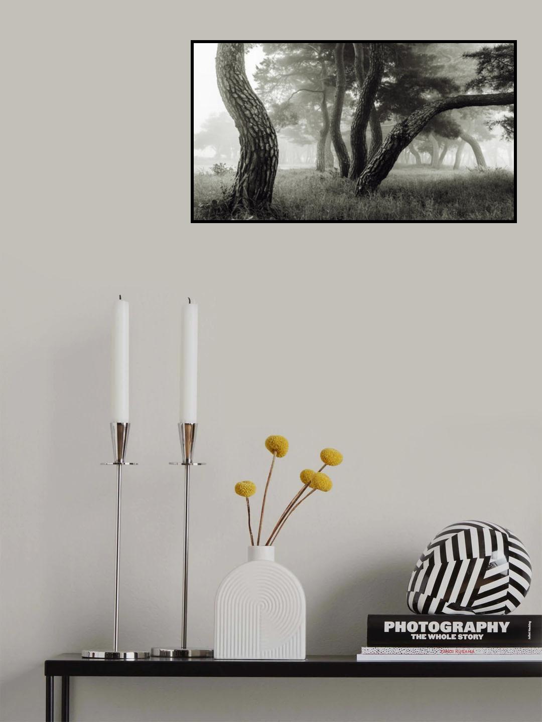 Pine Grove in Fog-1 Poster och Canvastavla