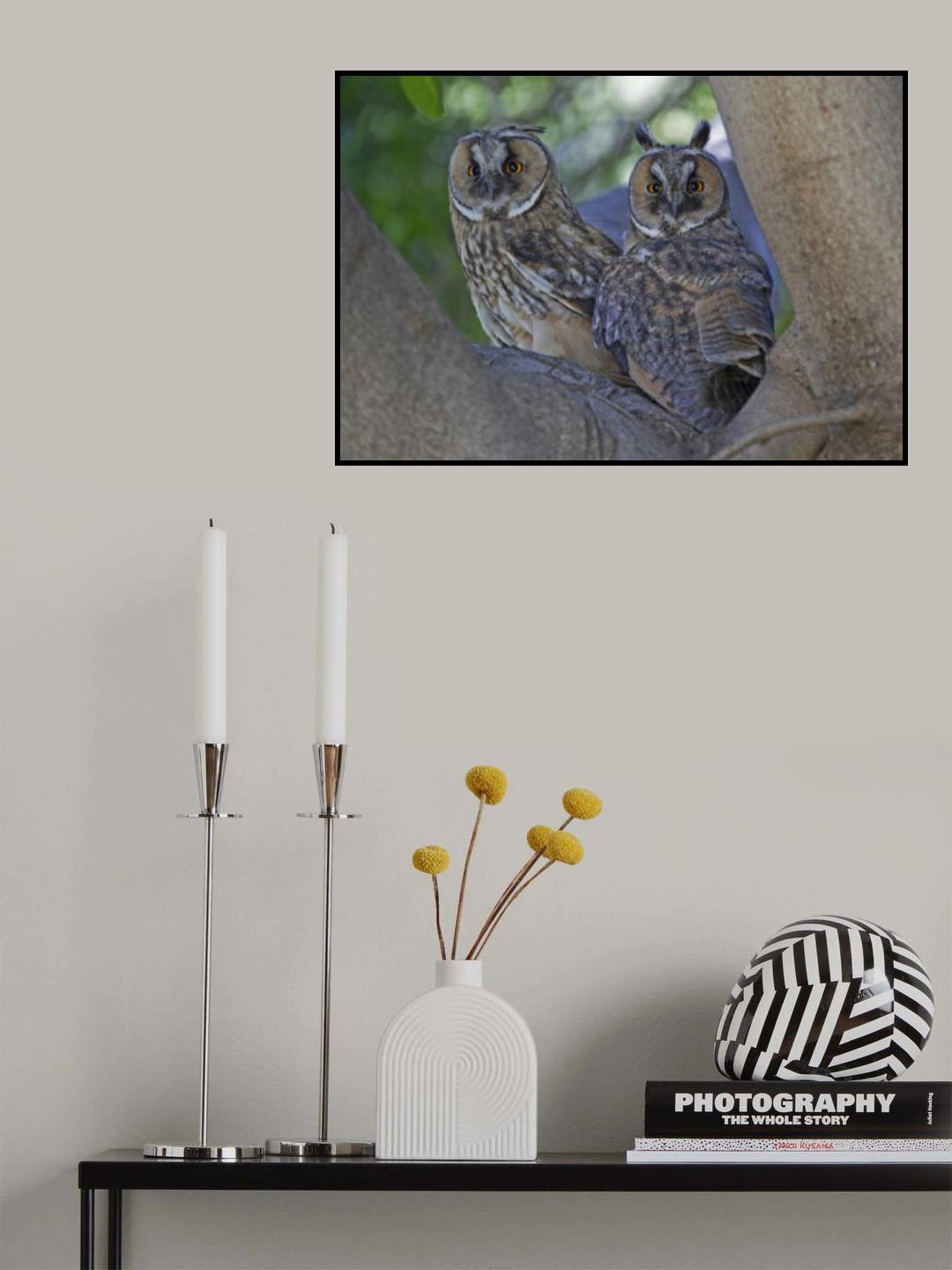 Long-eared Owl's Poster och Canvastavla