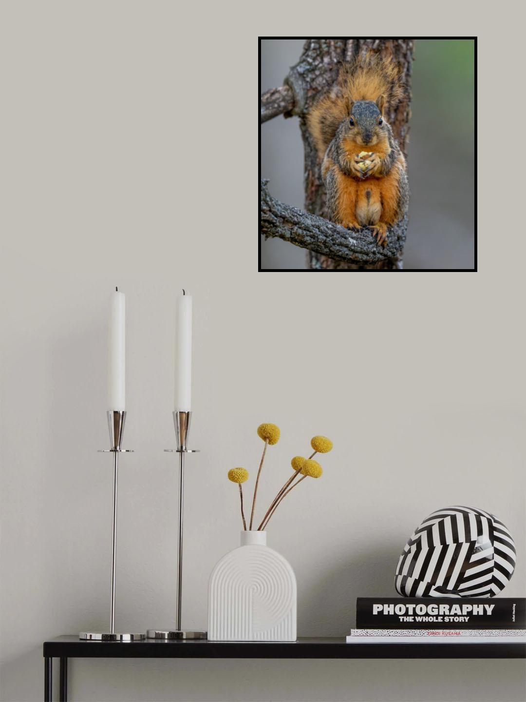 Fox squirrel Poster och Canvastavla