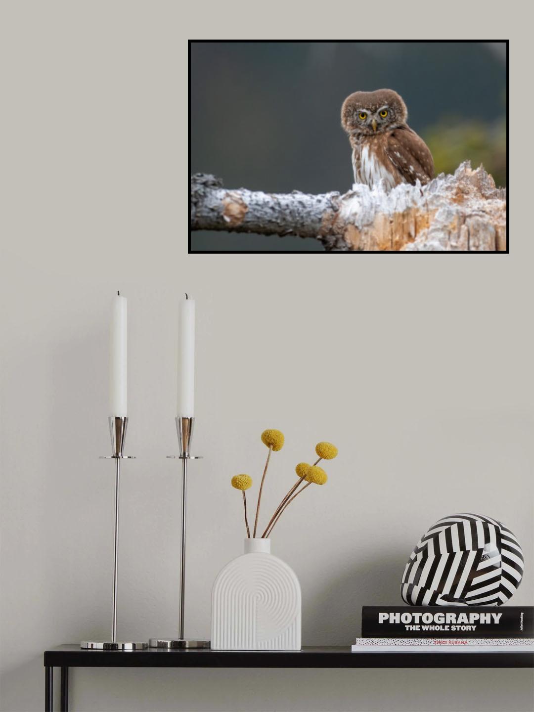 Angry bird Poster och Canvastavla