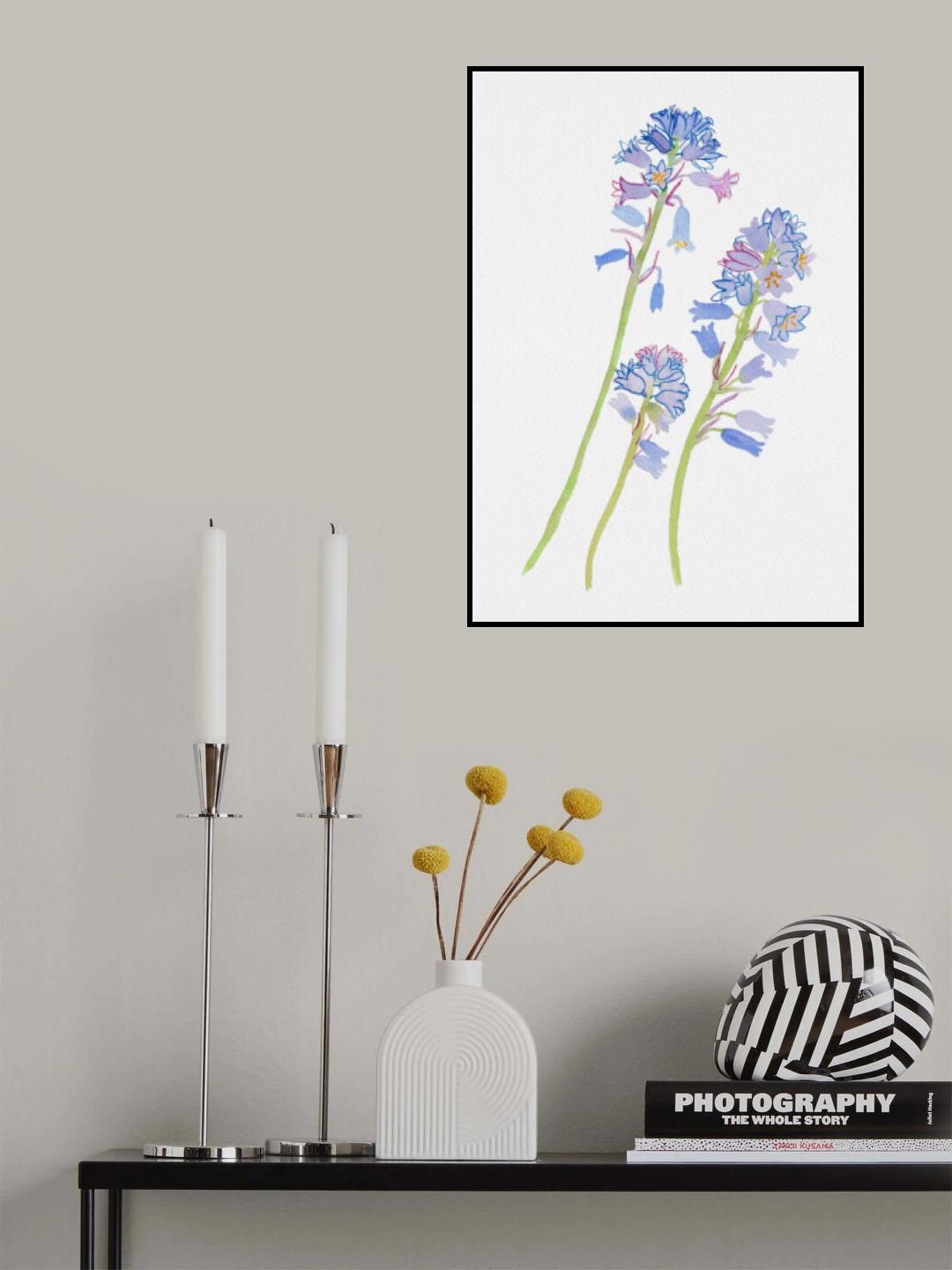 Spanish bluebell or Hyacinthoides hispanica botanical painting Poster och Canvastavla