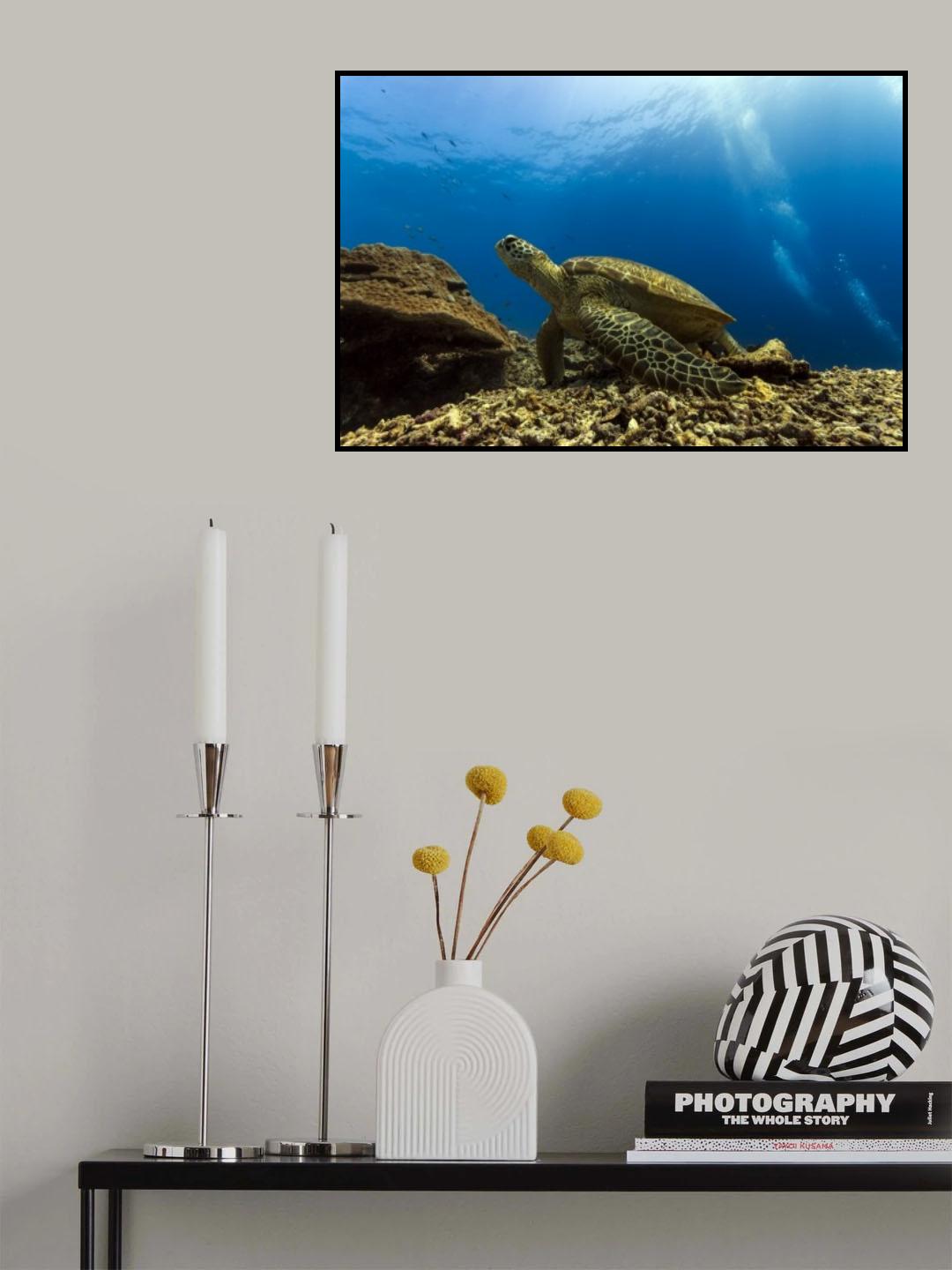 Marine turtle Poster och Canvastavla