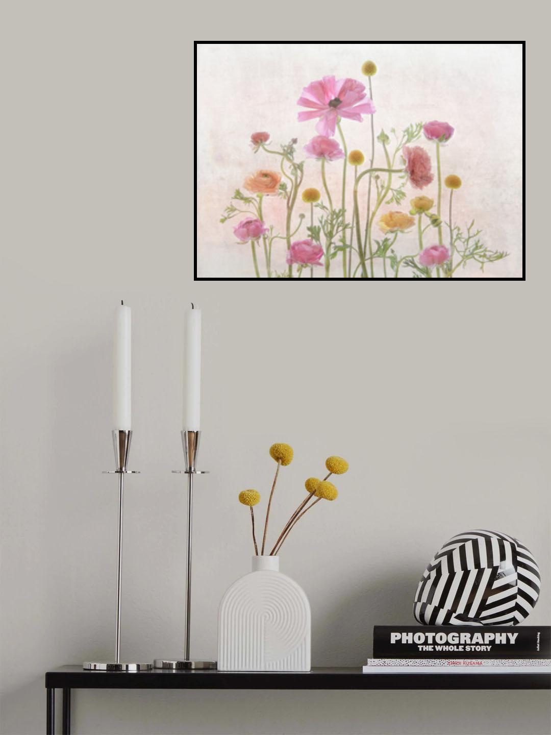 Ranunculus Poster och Canvastavla