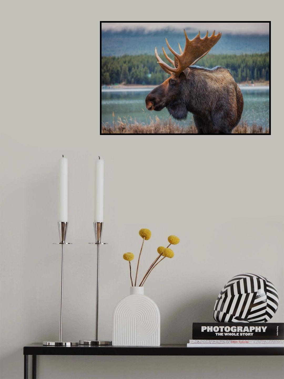 Moose Poster och Canvastavla