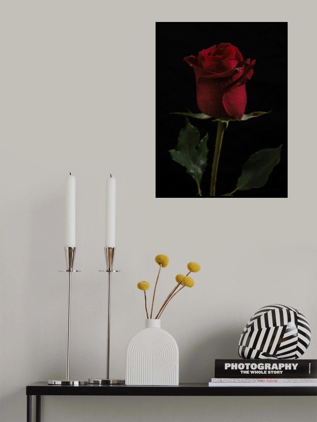 a beautiful red rose Poster och Canvastavla