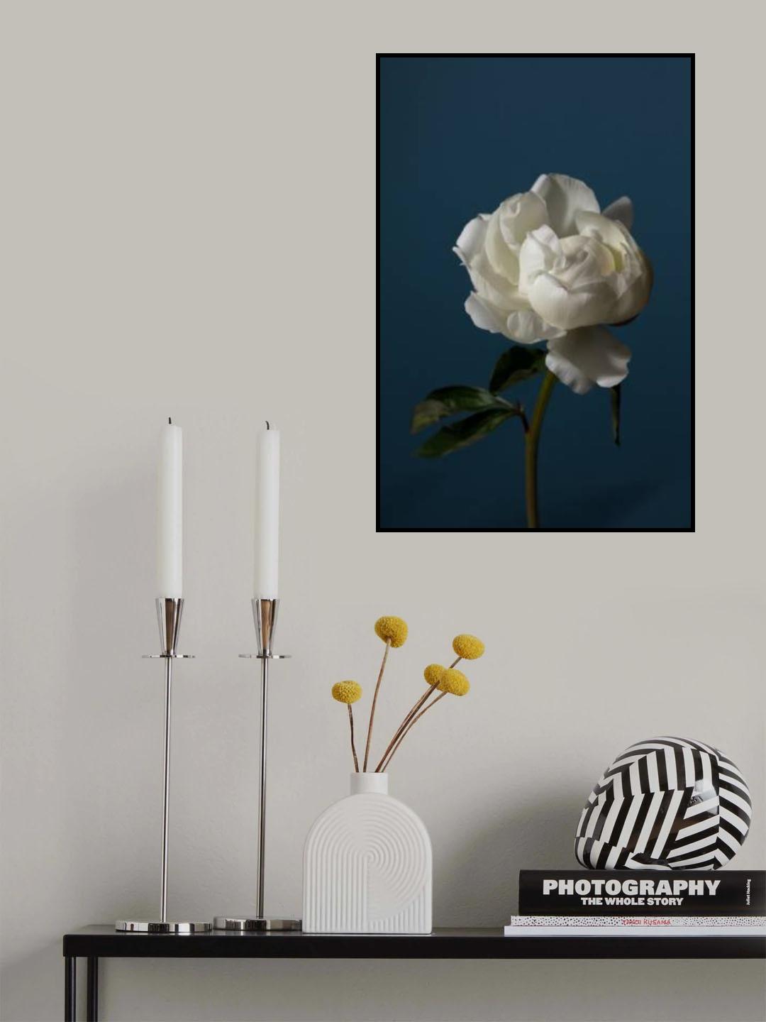 Peony_6 Poster och Canvastavla
