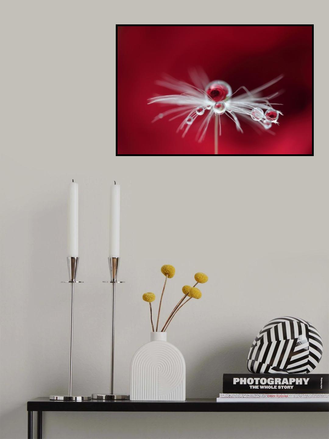 Goutte de rose Poster och Canvastavla