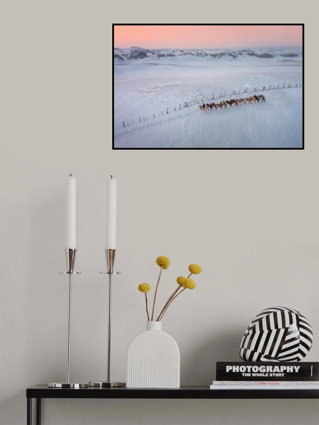 The Camel Silhouette At Sunset Poster och Canvastavla