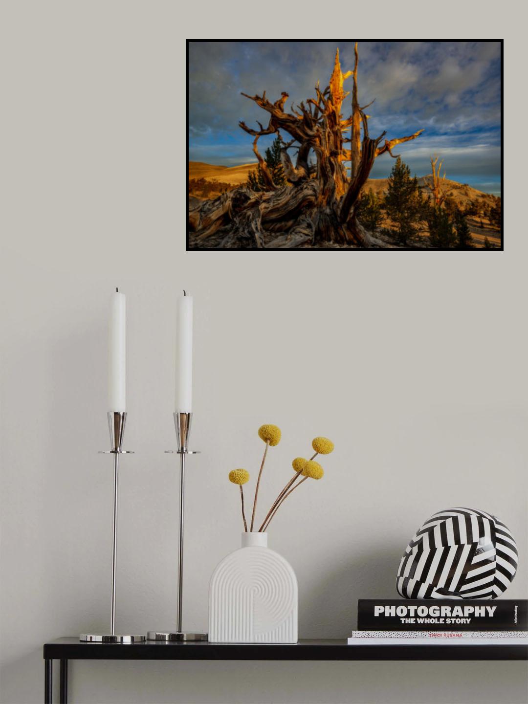 Sunrise at White Mountains CA Poster och Canvastavla