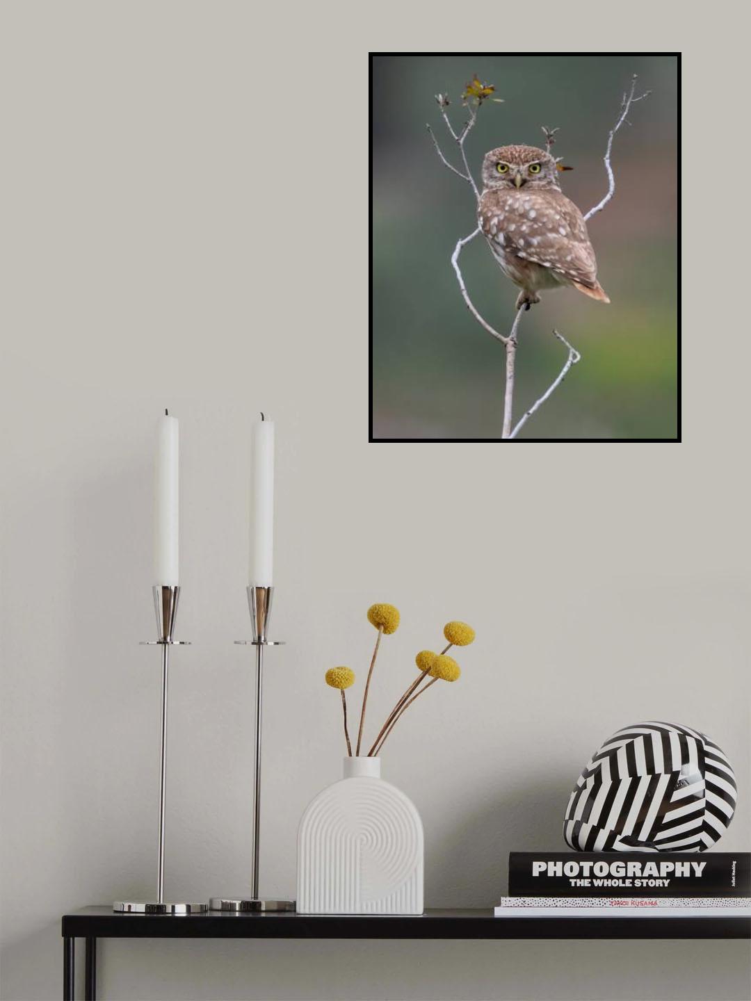 Owl Poster och Canvastavla