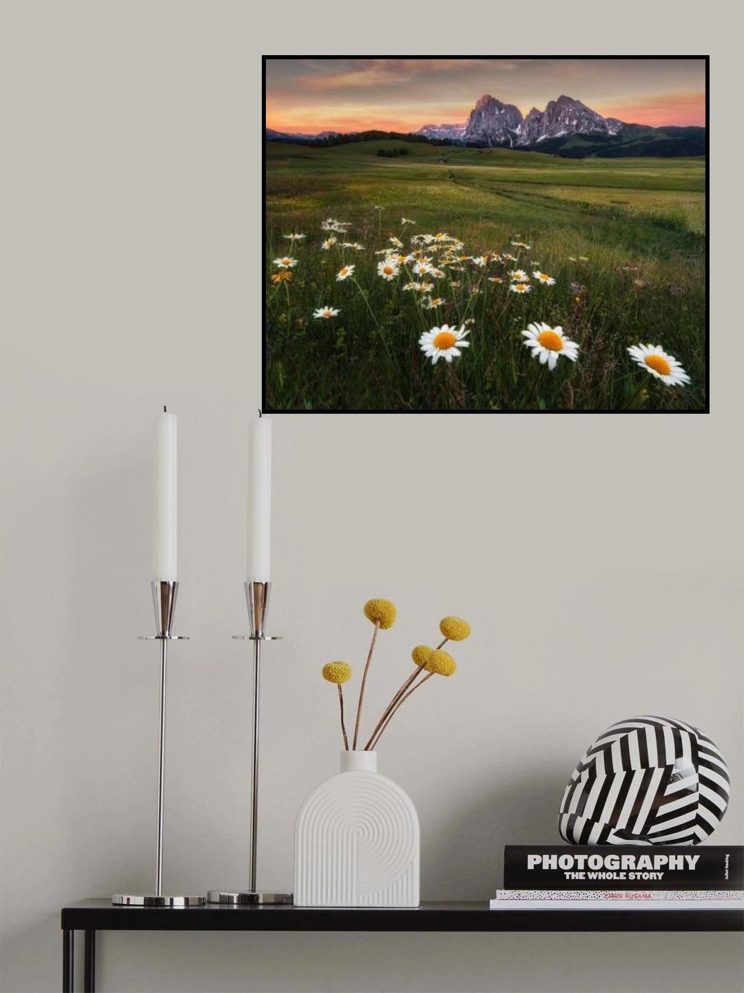 Chamomiles Poster och Canvastavla