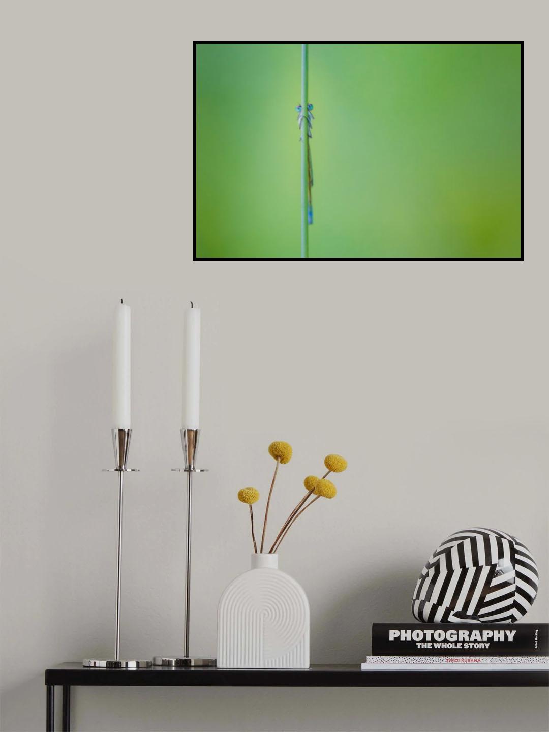 Look into my eyes. Damselfly Poster och Canvastavla