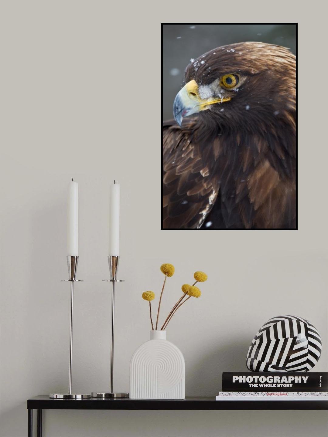 Golden Eagle in the snow Poster och Canvastavla
