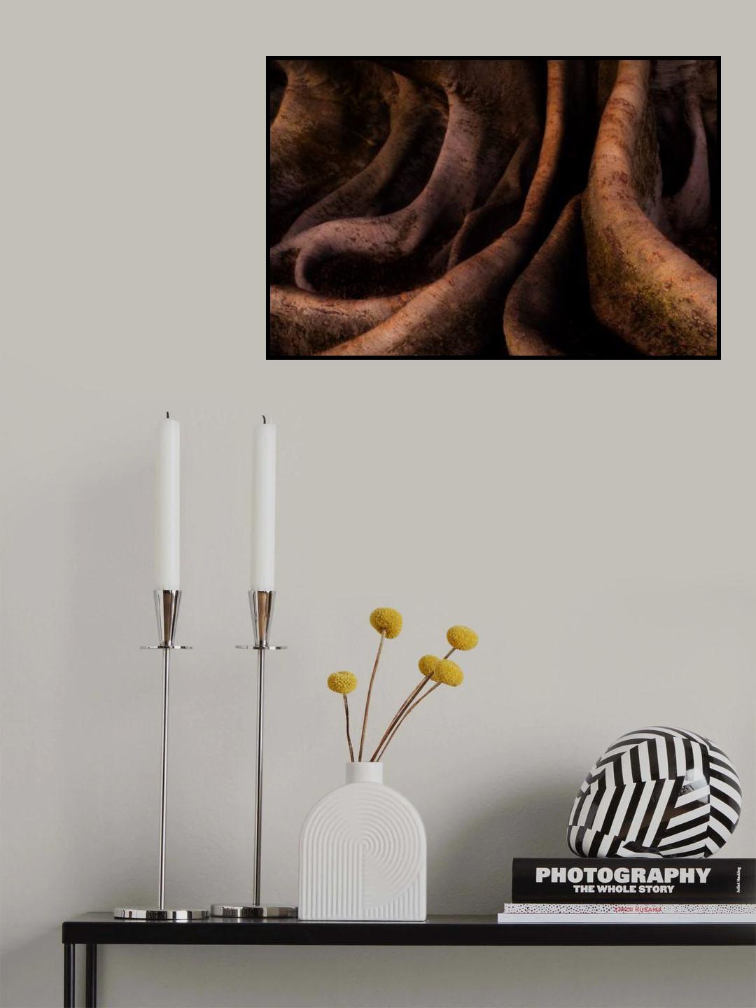 Ficus Macrophylla Poster och Canvastavla