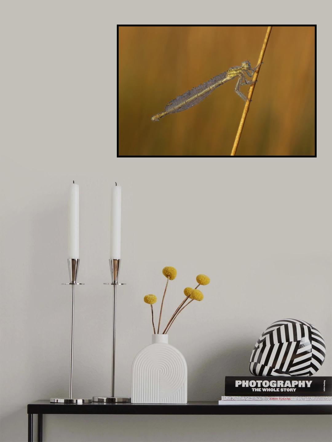 Dewy IV Poster och Canvastavla
