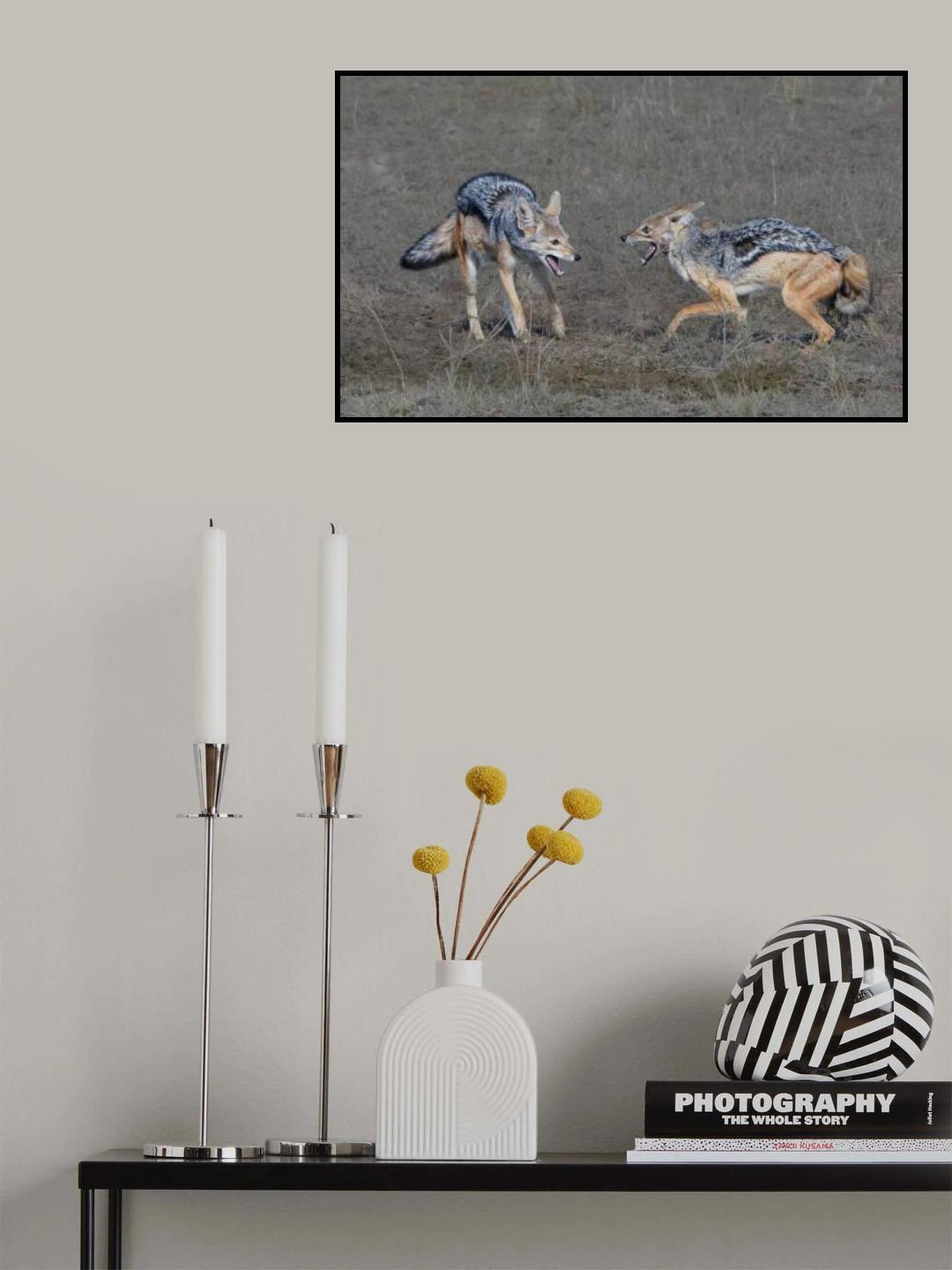 A pair of SilverBack Jackals Poster och Canvastavla