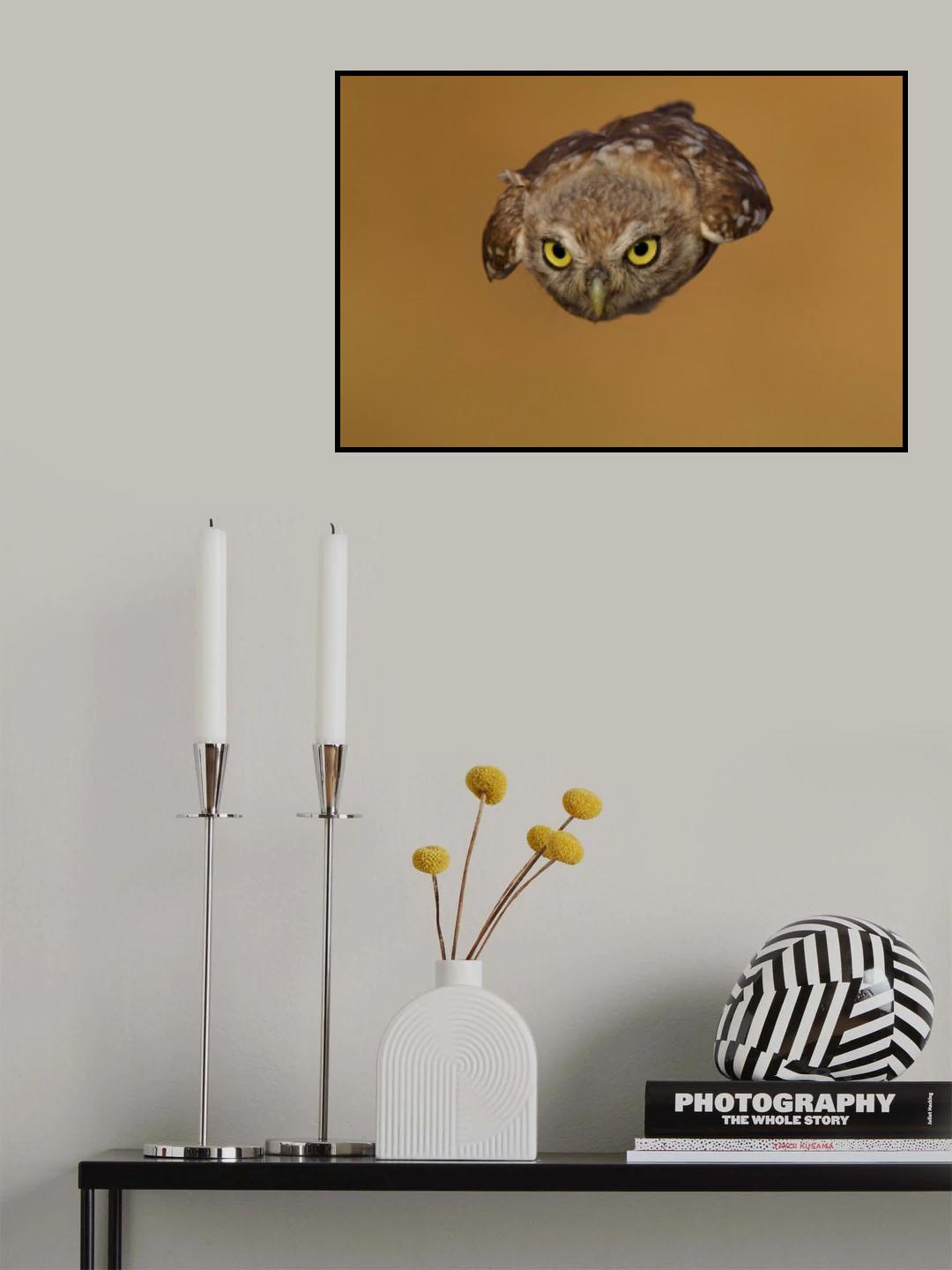 Little owl Poster och Canvastavla