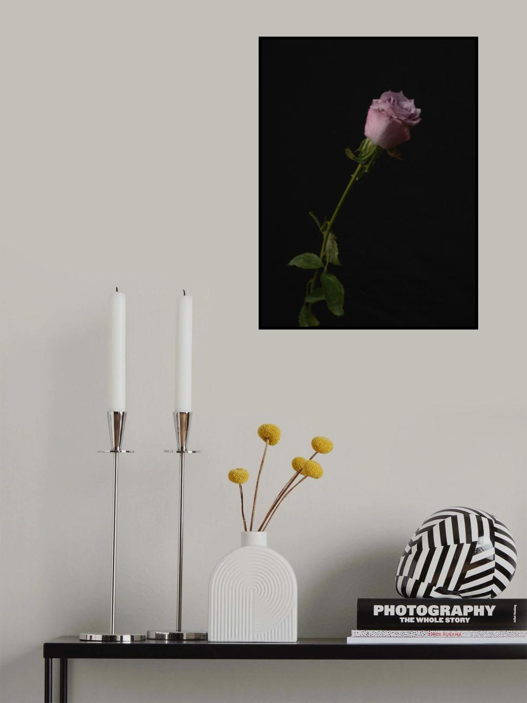 Pink Rose Poster och Canvastavla